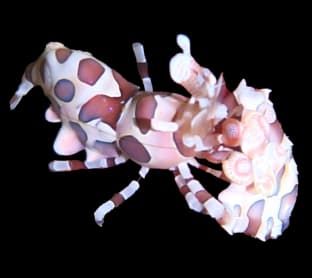 フリソデエビ